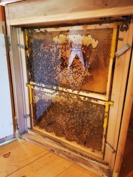 Dan odprtih vrat v Čebelarskem centru Luče